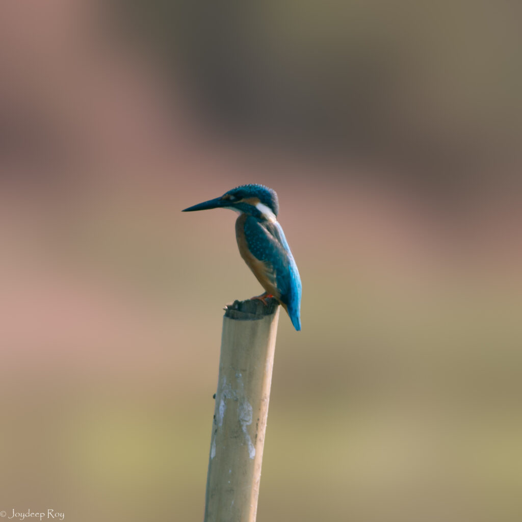 Rajarhat Birding Area common 2