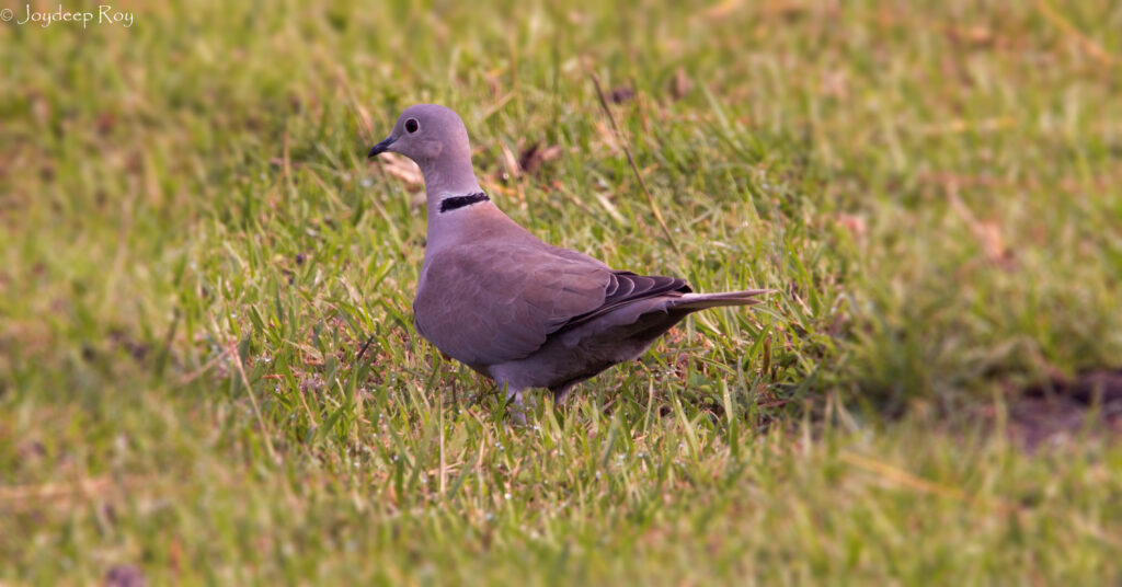 Rajarhat Birding Area ec dove 2