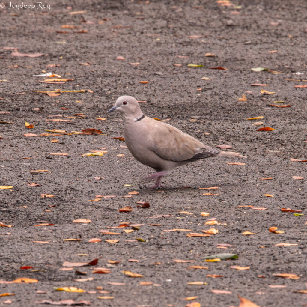 Rajarhat Birding Area ecdove 1