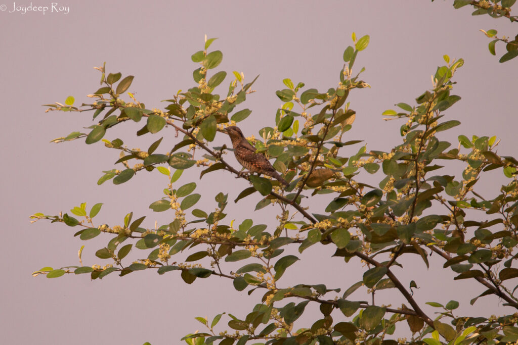 Rajarhat Birding Area eur wrynk rjrht 1