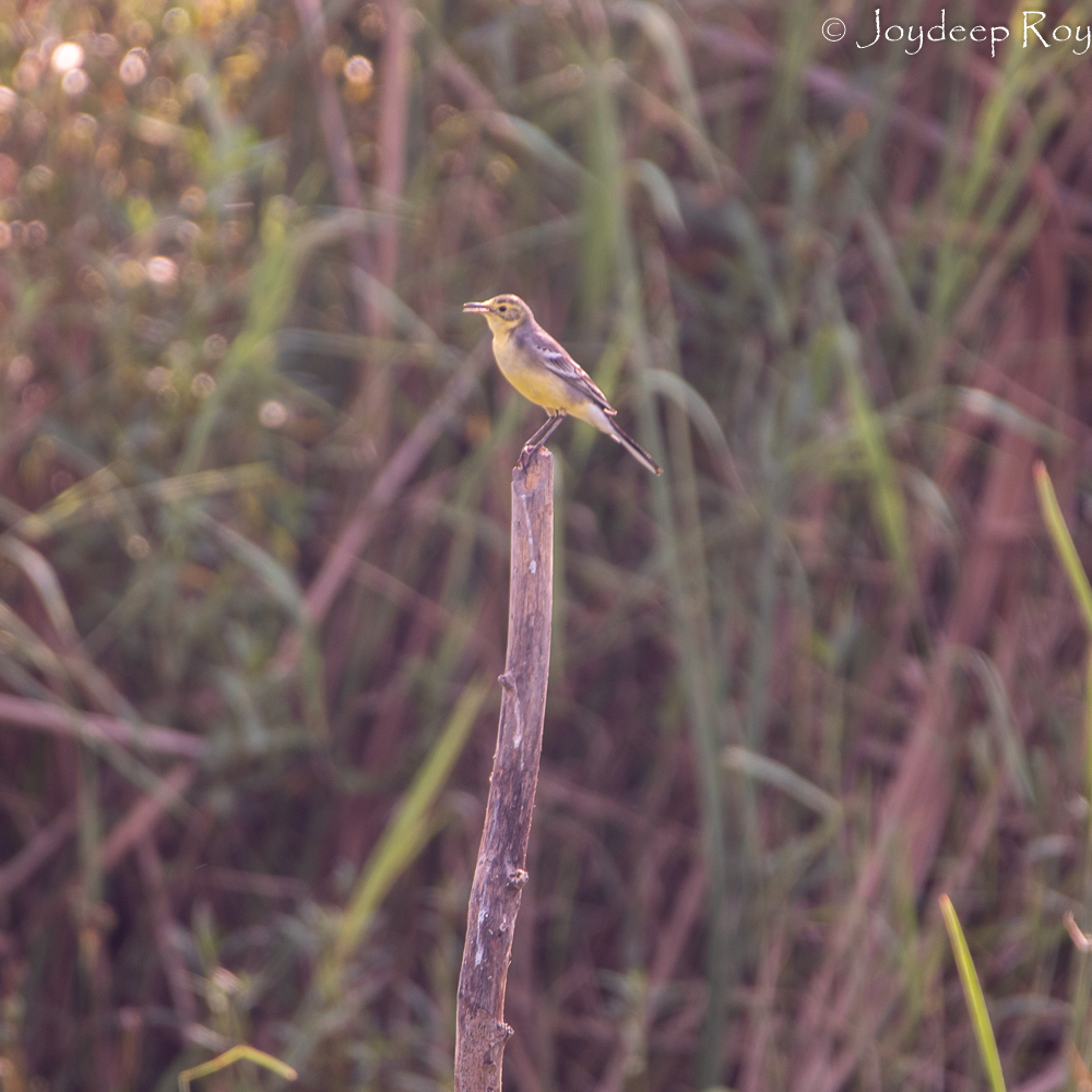 Rajarhat Birding Area grey wagtail rjrht 1