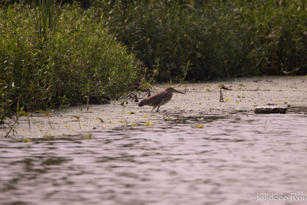 Rajarhat Birding Area rajarhat marshland habitat Kolkata birding hotspots