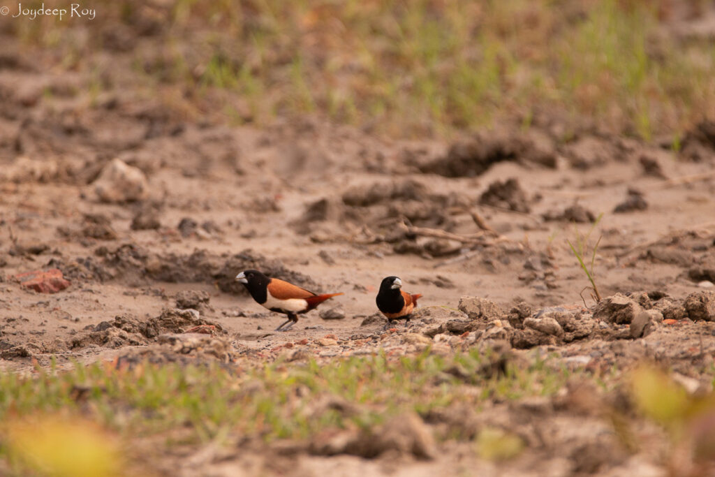 Rajarhat Birding Area rajarhat short-grassland habitat Kolkata birding hotspots