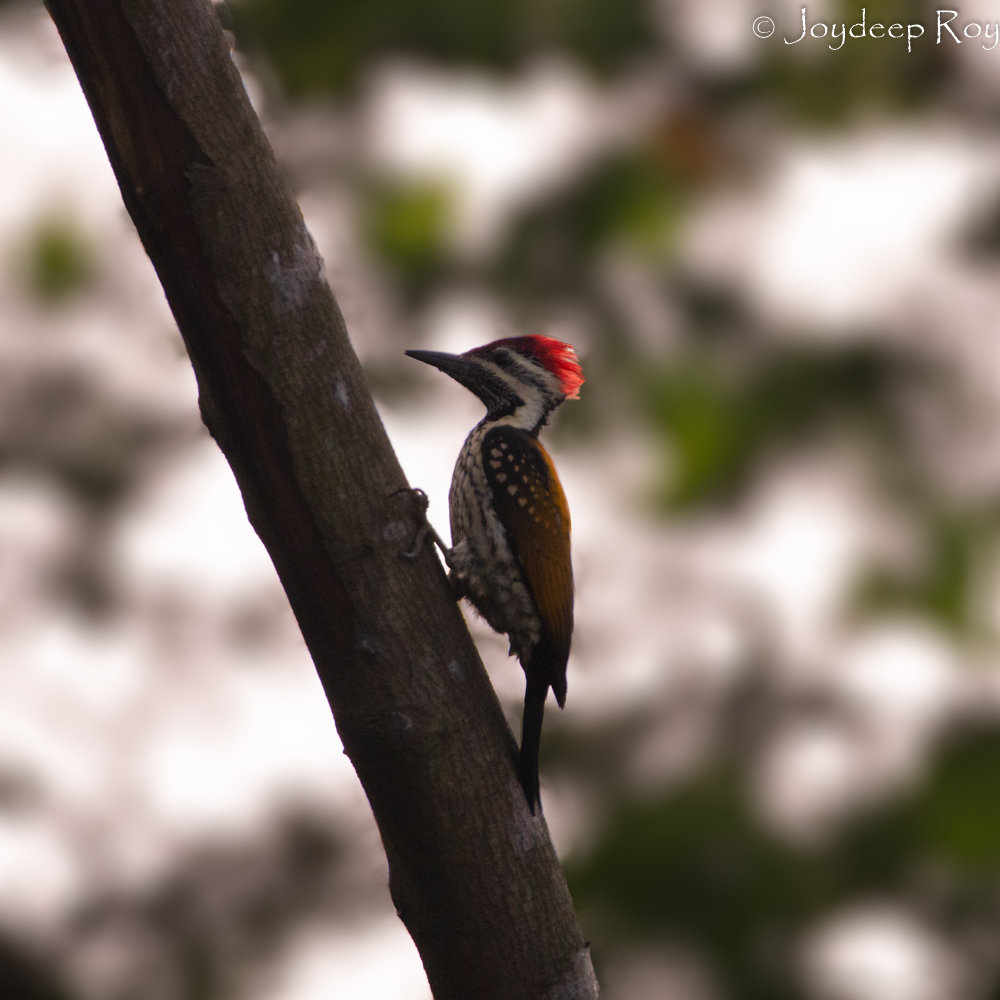 less flameback chetla