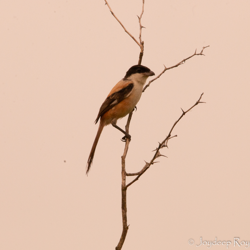 Rajarhat Birding Area longtshrike rjrht 1