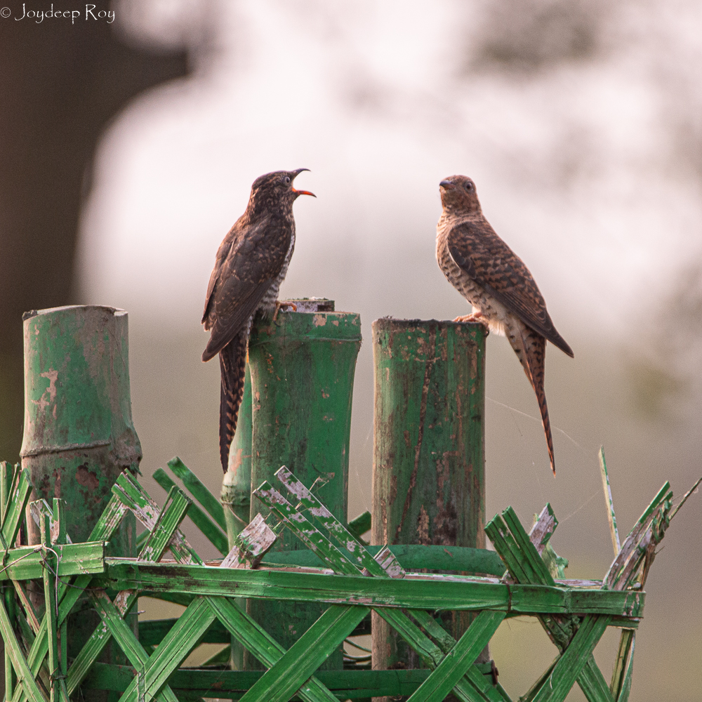 Rajarhat Birding Area plaintive 1