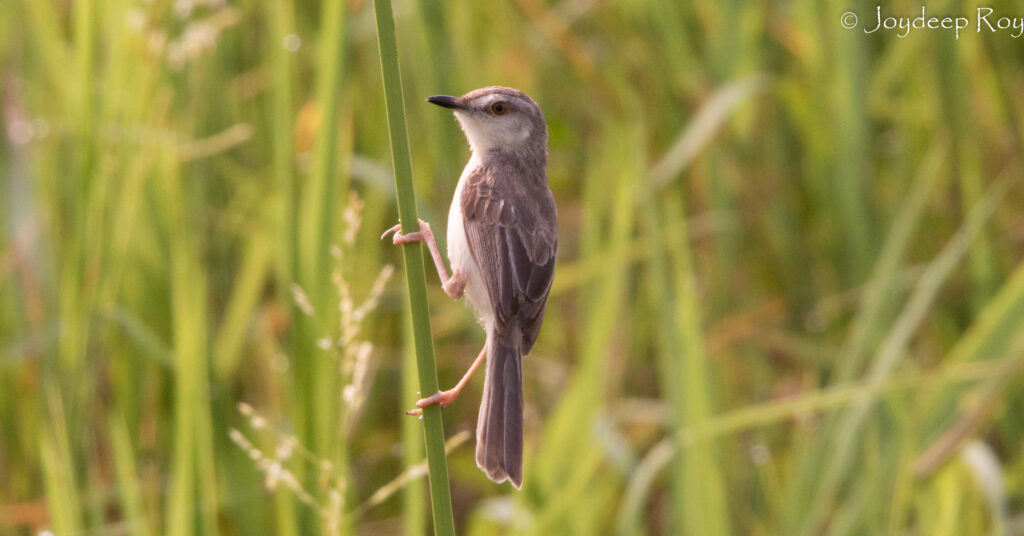 Rajarhat Birding Area plnprin 1
