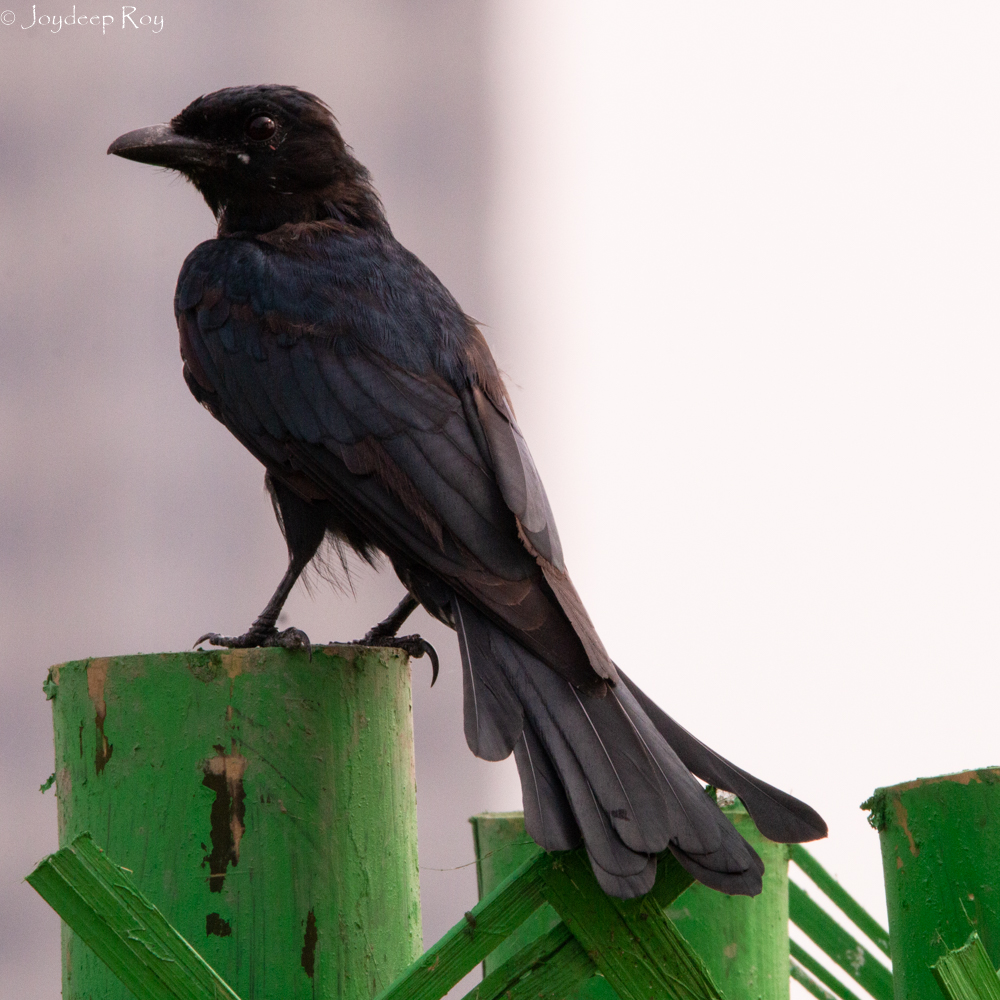 Rajarhat Birding Area Black Drongo