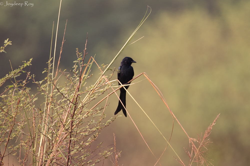Rajarhat Birding Area Black Drongo