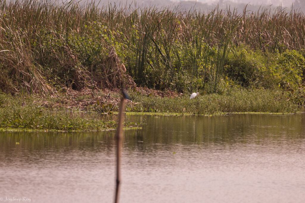 Rajarhat Birding Area Wetland habitat in Rajarhat