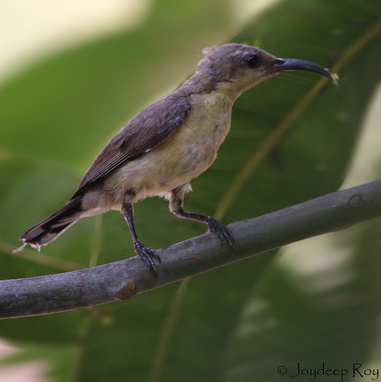 purple sunbird female