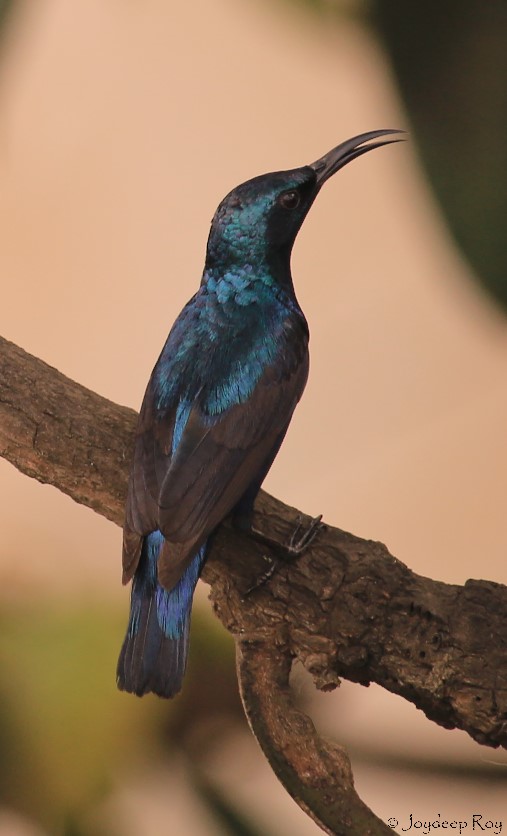 purple male sunbird, breeding plumage