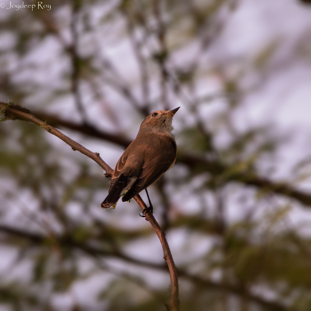 Rajarhat Birding Area taiga flycatcher, rajarhat