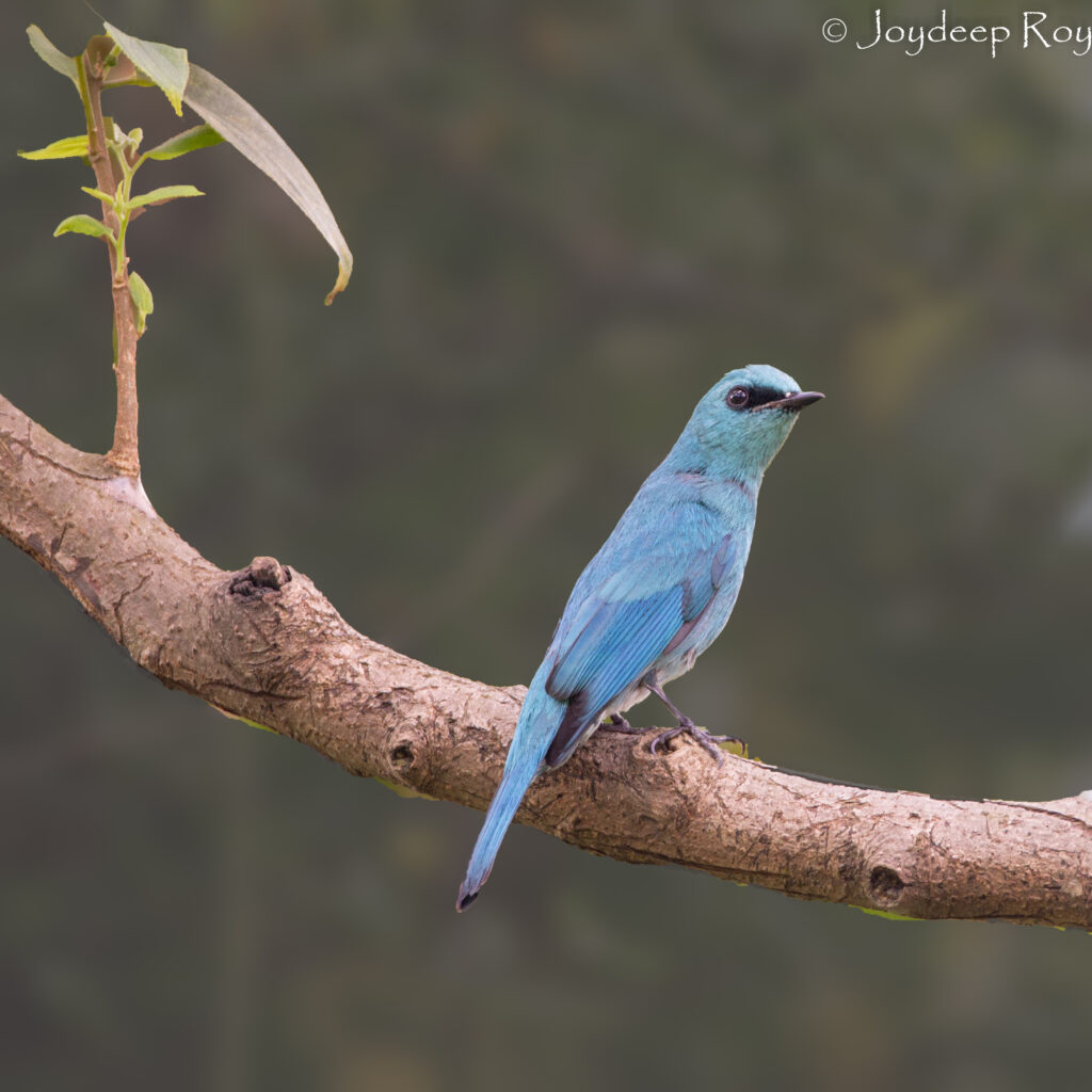 Verditer Flycatcher, Flycatcher