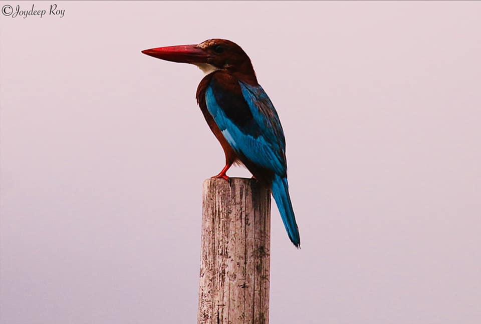 White-throated Kingfisher agarpara, white-breasted kingfisher, kingfisher, kingfisher of west bengal, machranga