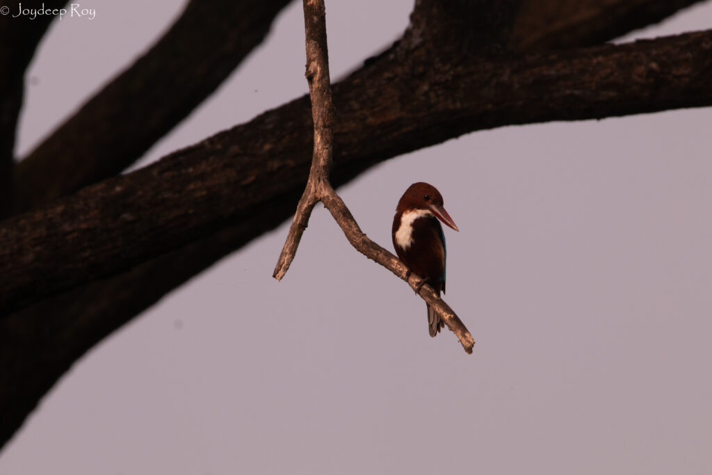 White-throated Kingfisher white-breasted kingfisher, kingfisher, kingfisher of west bengal, machranga