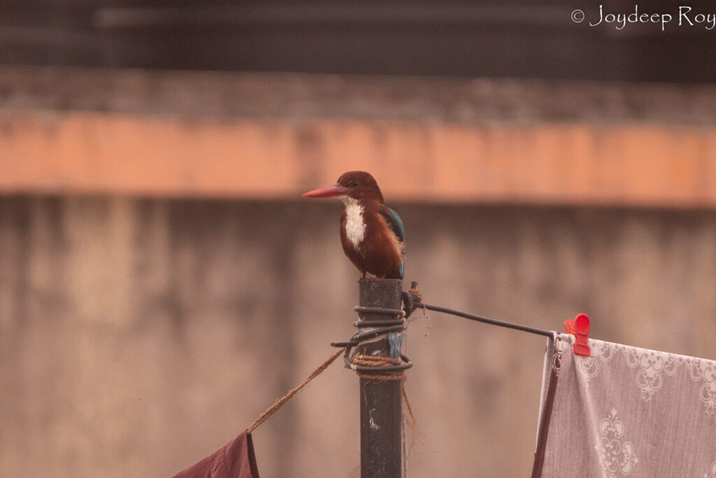 White-throated Kingfisher white-breasted kingfisher, kingfisher, kingfisher of west bengal, machranga