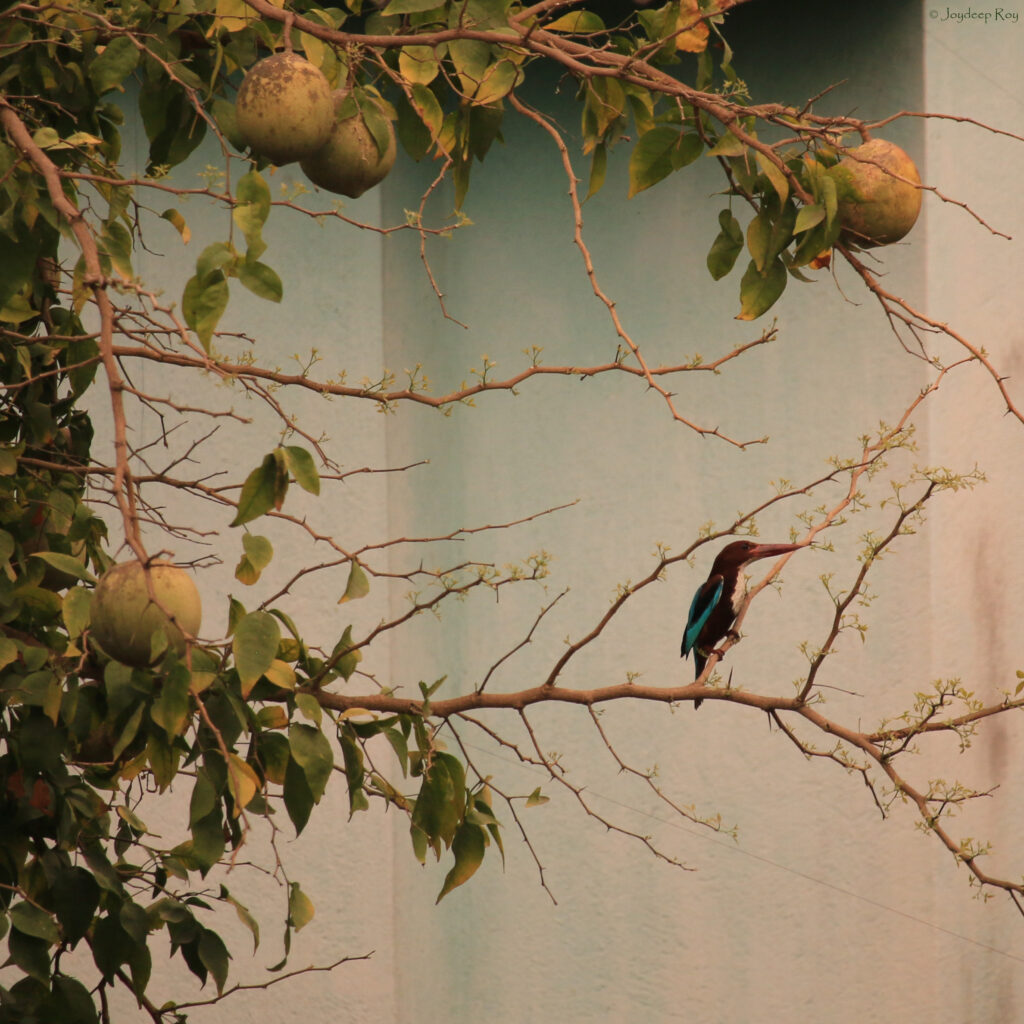 White-throated Kingfisher wtkingf img 5095