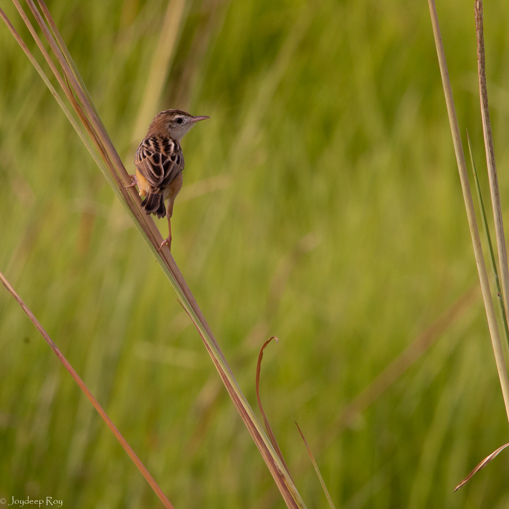 Rajarhat Birding Area zitting rjrht 1