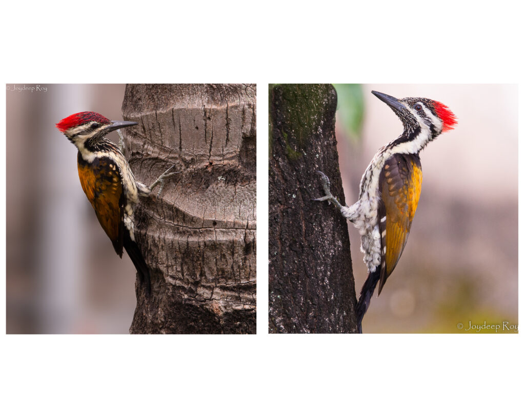 lesser flameback, black-rumped flameback, woodpecker, Kolkata woodpecker, male-female woodpecker