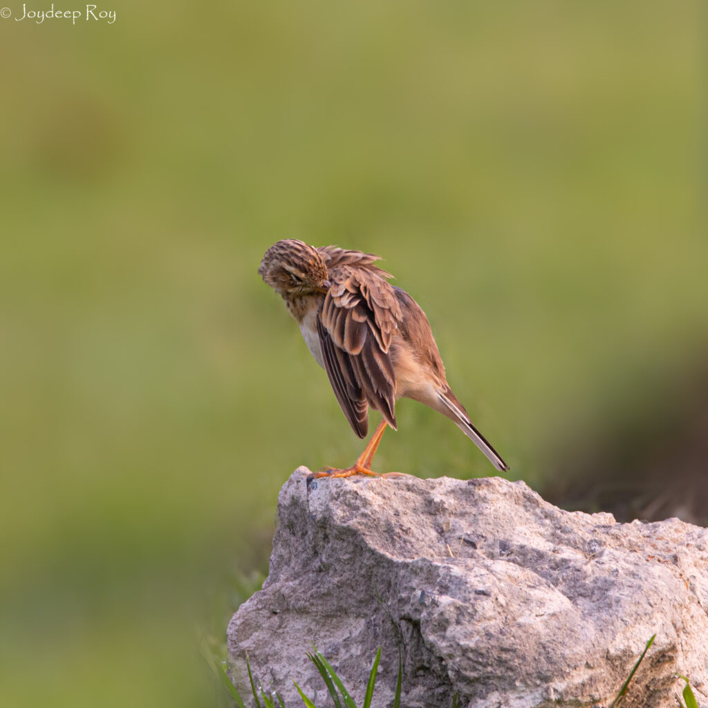 Rajarhat Birding Area paddy pipit 1