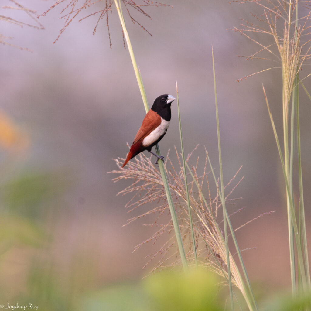 Rajarhat Birding Area tricolor 2