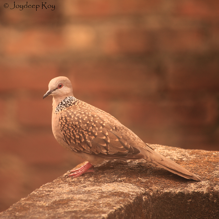 spotted dove, dove, ghughu,