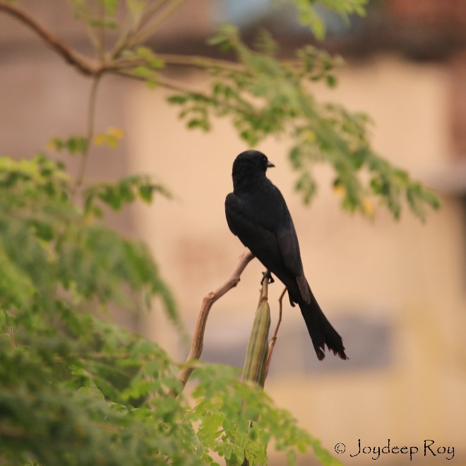 phinge, drongo, black drongo