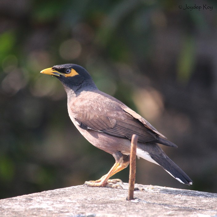 শালিখ বাড়ি ১