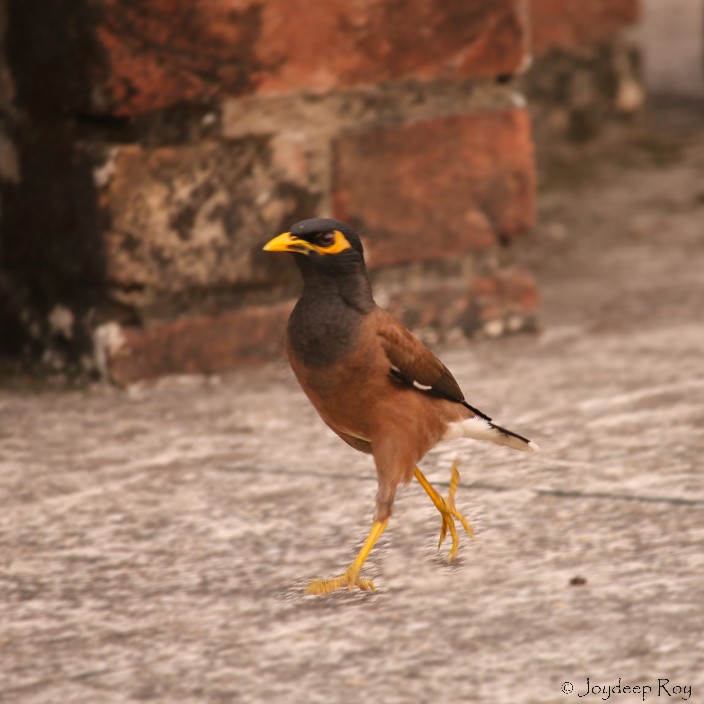 শালিখ বাড়ি ২ common myna, myna