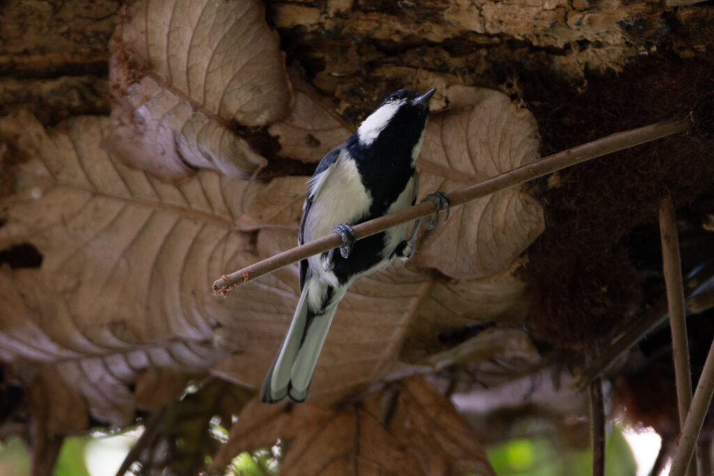 cinerous tit, ramgangra