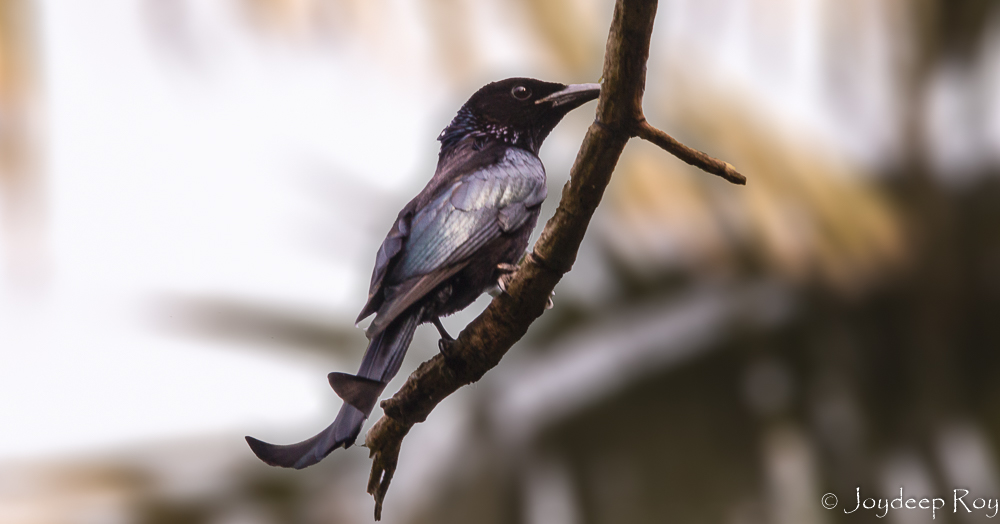hair crested drongo