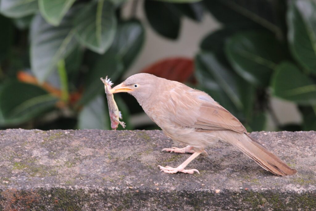 'Chaotic' Jungle Babbler img 7627 1