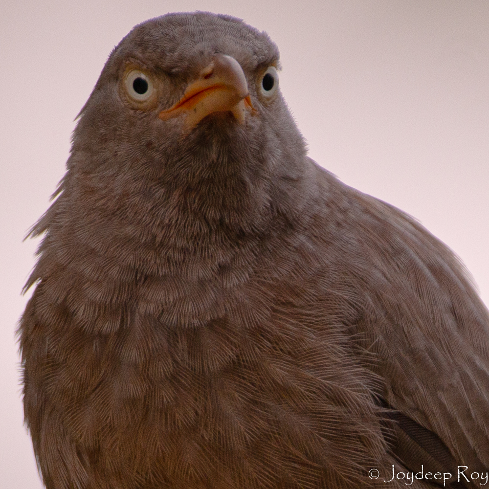 jungle babbler, babbler, satbhaya, chatare