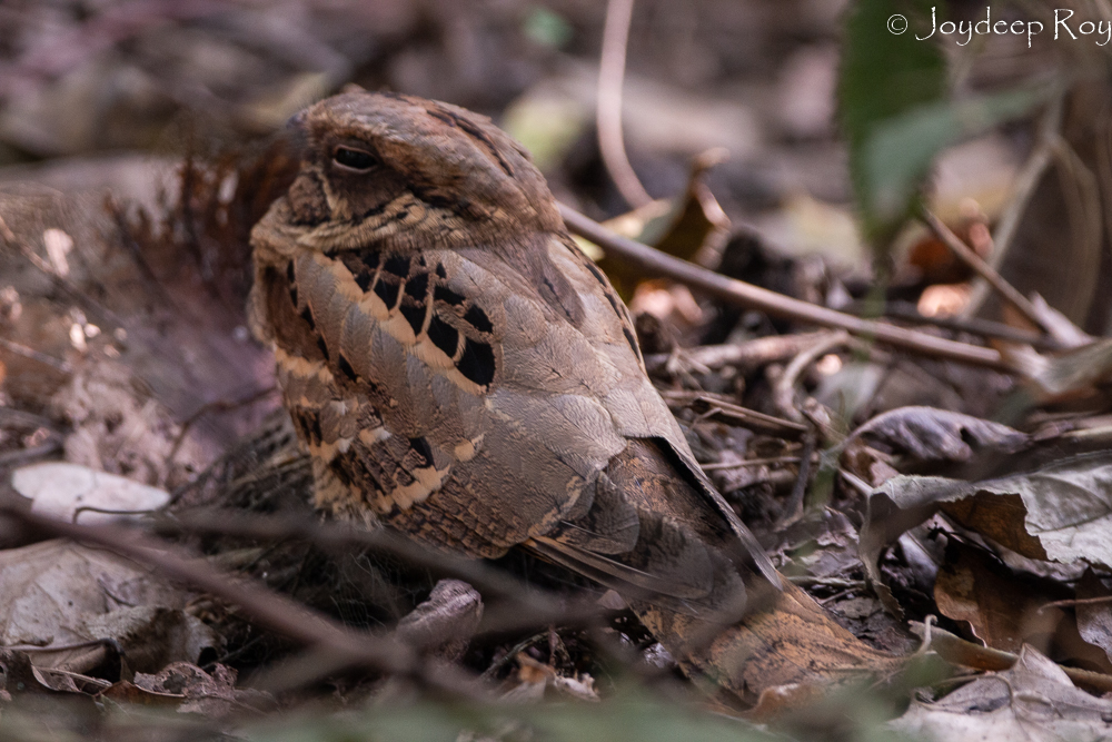 Large-tailed Nightjar