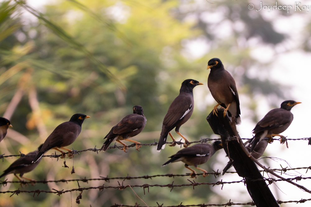Common myna flock at Rabindra Sarobar rs 1