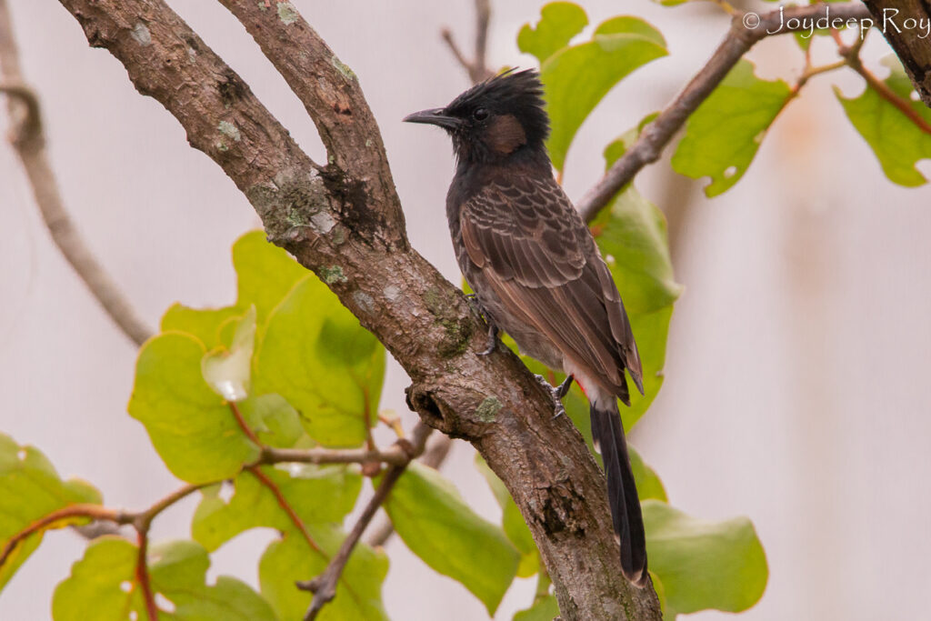 red vented bulbul, bulbul