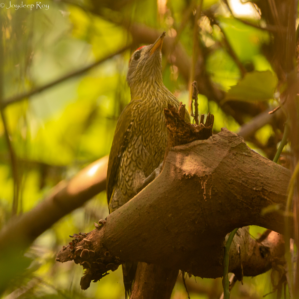 streak thraoted woodpecker ckbs 1