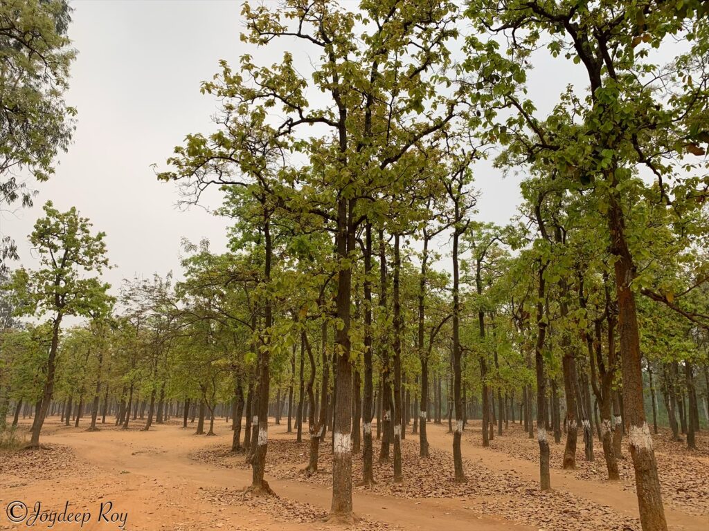 Shantiniketan, Bolpur ezy watermark 04 09 2025 10 55 20 8300pm