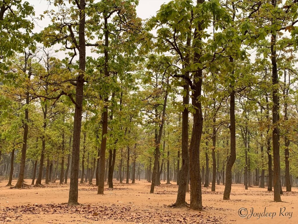 ezy watermark 04 09 2025 11 01 10 7600pm