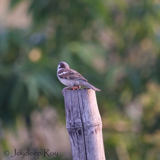 চড়াই স্ত্রী