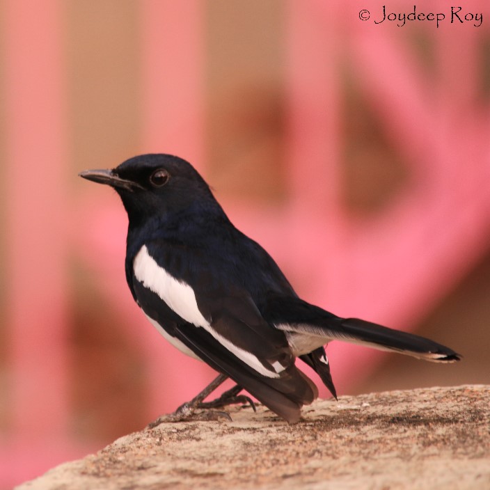 দোয়েল পুং ১